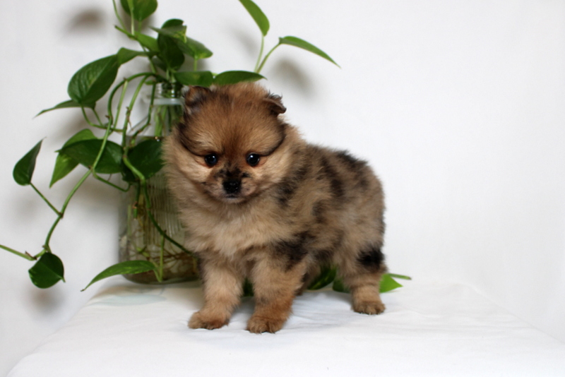 puppy, for, sale, Pomeranian, Matthew B. Stoltzfus, dog, breeder, Gap, PA, dog-breeder, puppy-for-sale, forsale, nearby, find, puppyfind, locator, puppylocator, aca